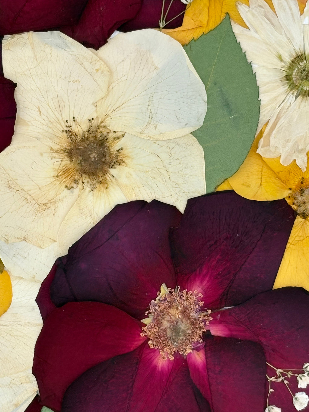 The Fiore Muse: Preserved Pressed Floral Frame