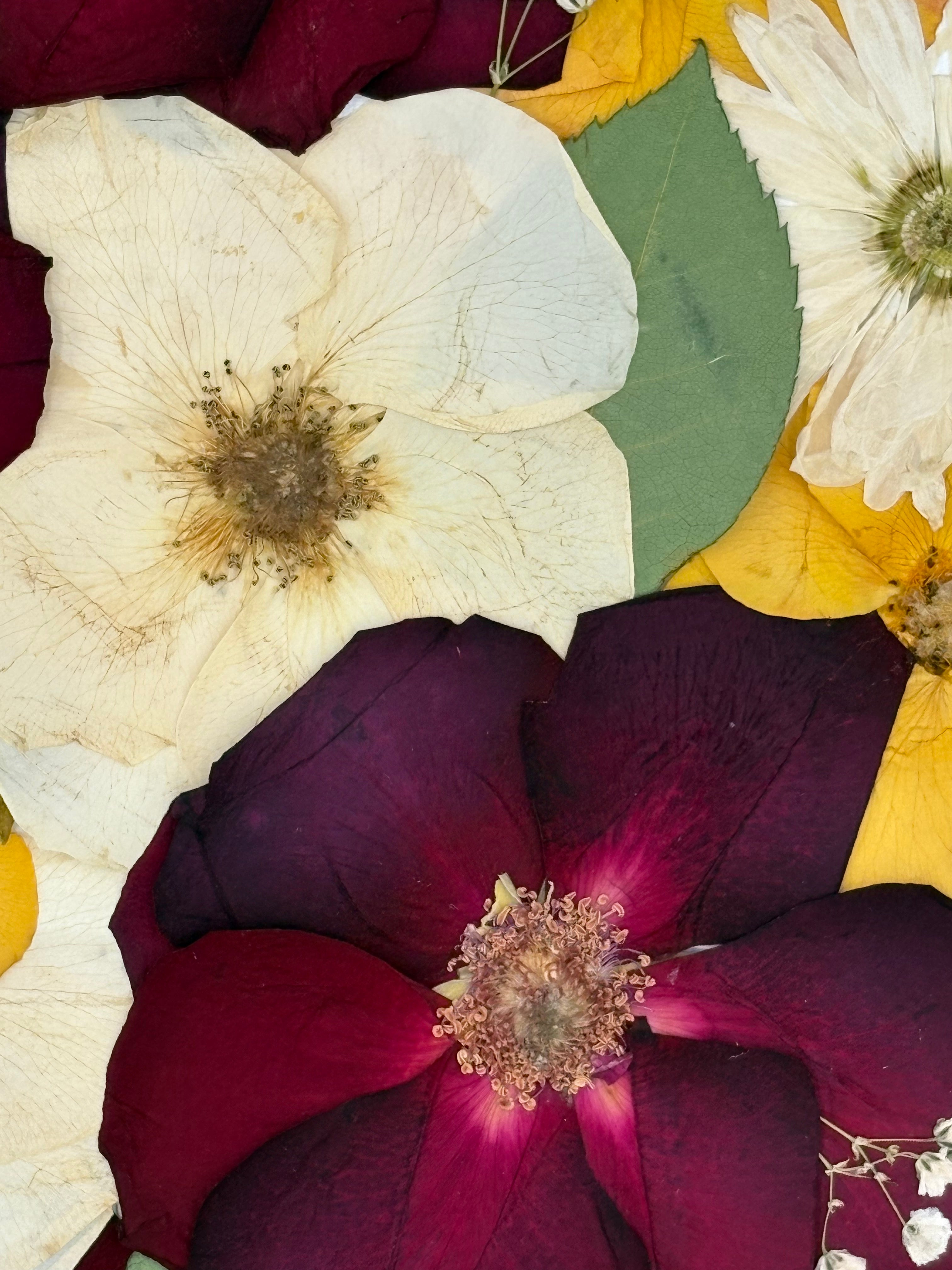 The Fiore Muse: Preserved Pressed Floral Frame